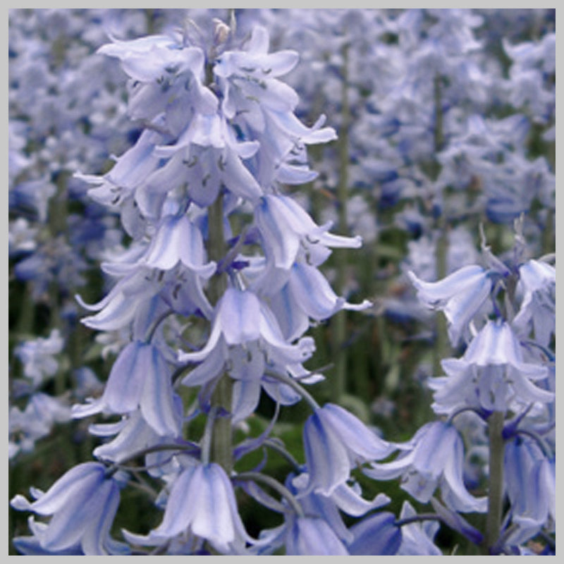 First Bluebell of Spring Reed Diffuser featuring 'Tiny flower cluster' Ceramic Collar